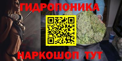 крисы Кингисепп