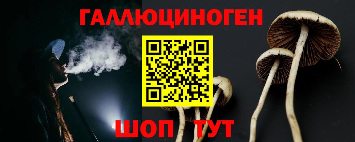Псилоцибиновые грибы Psilocybine cubensis Краснознаменск